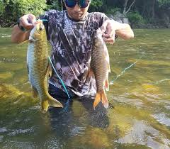 Bingung memilih ikan hias air tawar apa yang cocok untuk kolam ikan di rumahmu? Ikan Air Tawar Malaysia Malaysian Freshwater Fish Inicio Facebook