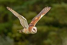 Start studying barn owl vocabulary. Barn Owl Wikipedia