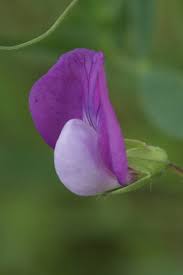Image result for Lathyrus hirsutus