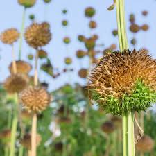 Image result for Leonotis nepetifolia