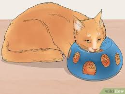 Dry heaving is usually temporary and treatable if you find the cause. 3 Ways To Treat Feline Regurgitation Wikihow Pet