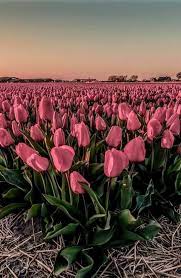 Pin By Paula Santillan On Varias Imagenes Wallpaper Nature Flowers Beautiful Flowers Wallpapers Flowers Photography
