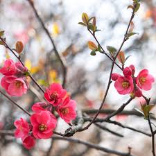There are many tools available depending on the job. Flowering Quince Plant Care Growing Guide