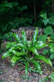 Image result for Asplenium laurentii