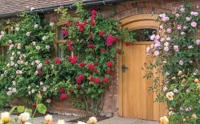 Be Inspired By Our Wonderful Images To Use Climbing Roses In Your Garden By Training A Fabulous Fragrant Climbing Or Climbing Roses Fence Plants Rustic Doors