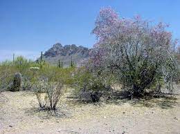 Maybe you would like to learn more about one of these? Flowering