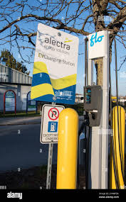 Image result for Alectra orobanchoides