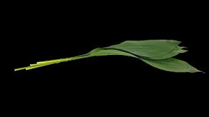 Image result for Kořenokvětka Aspidistra