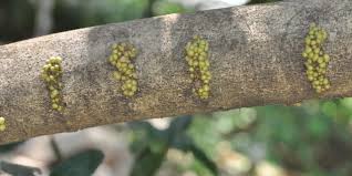 Image result for Drypetes