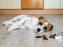 Research says that consuming approximately one pound of cocoa can be harmful to your dog. How Much Chocolate Will Kill A Dog Chocolate Toxicity Calculator The Goody Pet