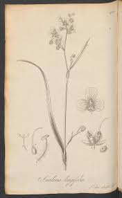 Image result for Aneilema dispermum