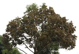 Masih berdasarkan prasasti talang tuwo, maka saya menduga makanan pokok masyarakat sriwijaya adalah tepung sagu. Hopea Odorata Roxb