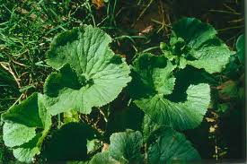 Image result for Gunnera perpensa