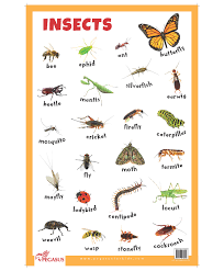 Insects Educational Chart English