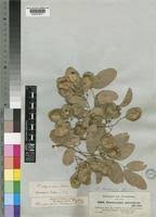 Image result for Pterocarpus lucens