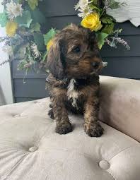 To be notified of available puppies in upcoming litters. Bernedoodle Puppies Altarnun Cornwall Nomtimes Uk