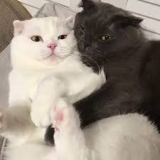 Cat In Heat Signs Symptoms What To Do If Your Cat Is In Heat Cattime In 2020 Cute Cats Cats Cute Animals