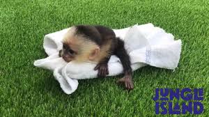 We did not find results for: Jungle Island Welcomes New Baby Capuchin Monkey