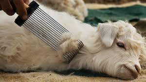 That's main reason people across world use this name. Cashmere The Beauty And The Problem Part 1 The Footprint Fashionmatters