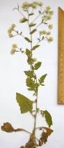 Image result for Pseudoconyza viscosa