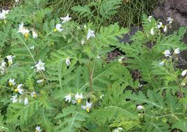 Image result for Solanum richardii