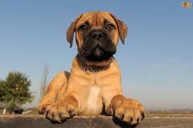 The annual cost for raising a mastiff puppy is quite big, about $1000 on the average and first year cost could be up to $2000. Bullmastiff Dog Breed Facts Highlights Buying Advice Pets4homes
