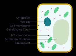 Check spelling or type a new query. Plant Cell Its 6 Main Parts And Their Functions Hubpages