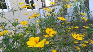 Pertama, kalau bau daun kenikir itu harum, sementara daun ini hampir. Bunga Tahi Ayam Jenis Yellow Cosmos Youtube