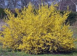 25 No Effort Plants For A Foolproof Landscape In 2020 Landscaping Plants Low Maintenance Plants Forsythia Bush