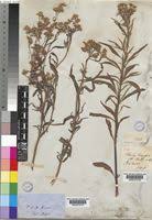 Image result for Ethulia