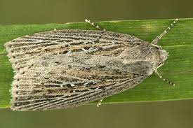 Image result for Chilodes maritima