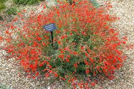 Image result for Epilobium salignum