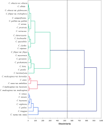Image result for Crotalaria cleomifolia