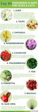 Top 10 Poisonous Plants For Dogs Cats Pet Poison Poisonous Plants Dog Cat