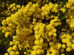 Image result for Acacia decurrens
