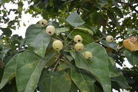 Image result for Hernandia nymphaeifolia