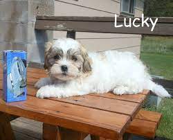 We did not find results for: Teddy Bear Puppies For Sale In Wisconsin Tiny And Teacup Teddy Bear Puppies Wisconsin Teddy Bear Puppy Breed Teddy Bear Puppies Morkie Puppies Maltipoo Puppy