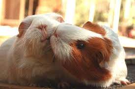 pin auf pet rabbits guinea pigs and small animals