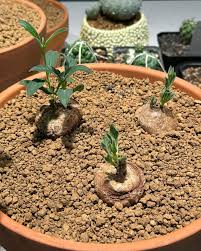 Image result for Brachystelma