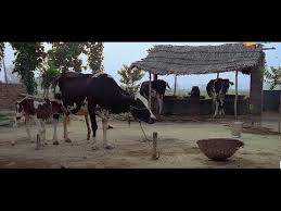 New Idea For A Small Business In A Village Dairy Farm With Very Short Investment In Agriculture Areas Beneficial And Profitable In 2020 Dairy Farms Farm Village Farm