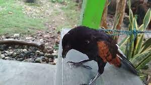 Minyak ini dipanaskan terlebih dahulu dan disapu dibagian yang patah, serta dibalut dengan kain. Burung But But Jinak Youtube