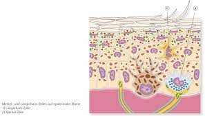 Sie enthalten den neurotransmitter metenkephalin 2, der in granula mit elektronendichtem kern (neurosekretorische granula). 1 1 Aufbau Und Funktion Der Haut Ligamed Medical Produkte Gmbh