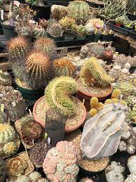 Sexual reproduction is the way living organisms keep genetic diversity going in the population. Guys I Died And Went To Cactus And Succulent Heaven Yesterday I Went To A Professional Growers Open House And His Greenhouse Had The Most Beautiful And Weirdest Plants Link In Comment