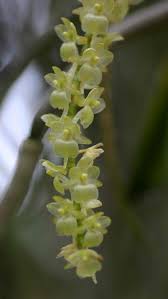 Image result for Rhipidoglossum