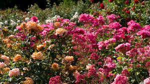 صور ورد ازرق وبمبي شكلهم جميل جدا. Ø§Ù†ÙˆØ§Ø¹ Ø²Ù‡Ø±Ø© Ø§Ù„Ø±ÙˆØ² Ø§Ù„Ù…Ø±Ø³Ø§Ù„