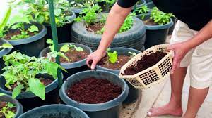 Don T Eat Chemicals Do Organic Terrace Gardening Terraced Vegetable Garden Growing Vegetables Growing Organic Vegetables