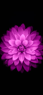 Check spelling or type a new query. Ac98 Wallpaper Apple Red Lotus Iphone6 Plus Ios8 Flower Wallpaper