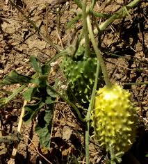 Image result for Cucumis ficifolius