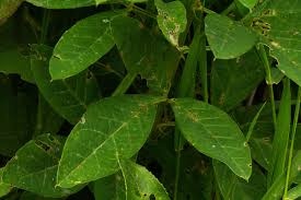 Image result for Crotalaria recta