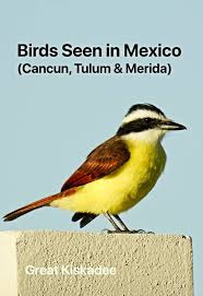 Birds Seen In Mexico Cancun Tulum Merida Birdseed Binoculars Aves
